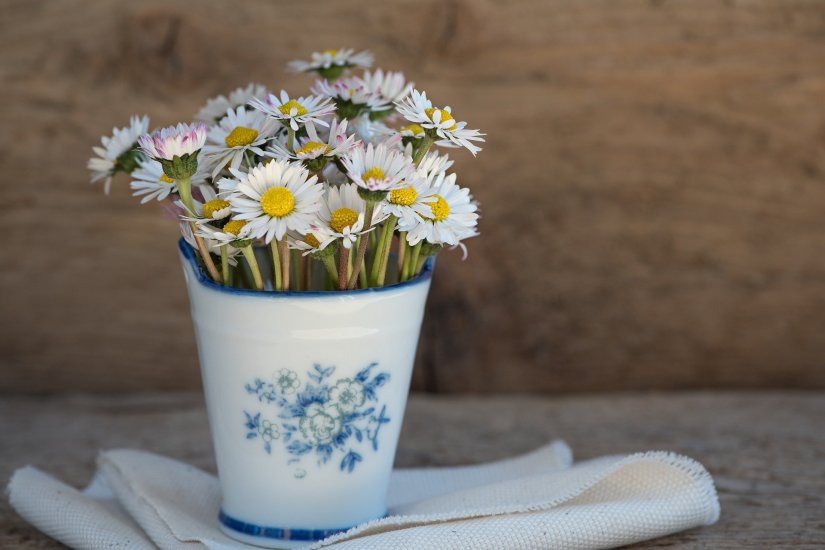 bouquet de marguerites dans un pot