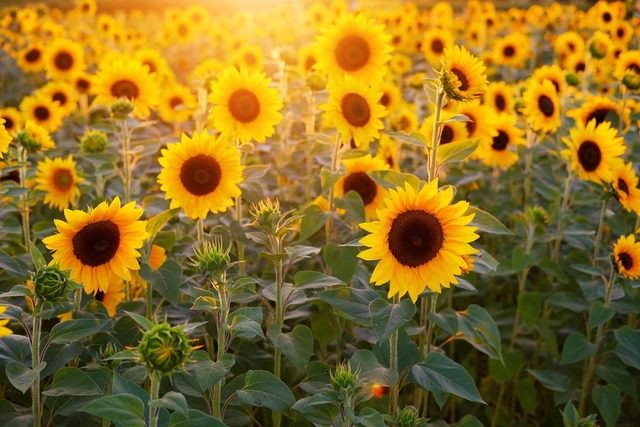 champ de tournesols